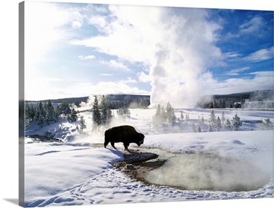 United States, Wyoming, Yellowstone NP, Old Faithful area, bison
