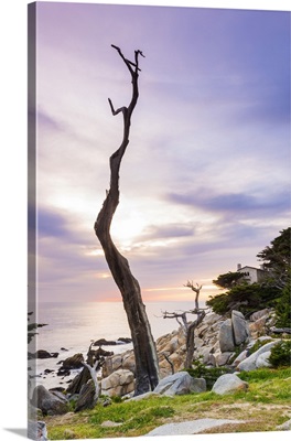 USA, California, Monterey Peninsula, Carmel, Ghost Trees On 17 Mile Drive