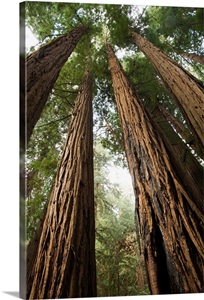 USA, California, Muir Woods National Monument image thumbnail