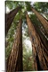 image thumbnail of USA, California, Muir Woods National Monument