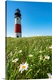 image thumbnail of USA, Nantucket, Massachusetts, Daisies on the grass next to Sankaty Head light.
