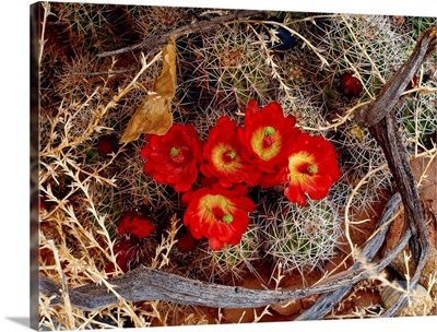 Utah, Cactus flower