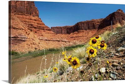 Utah, Moab, Colorado River, wildflowers