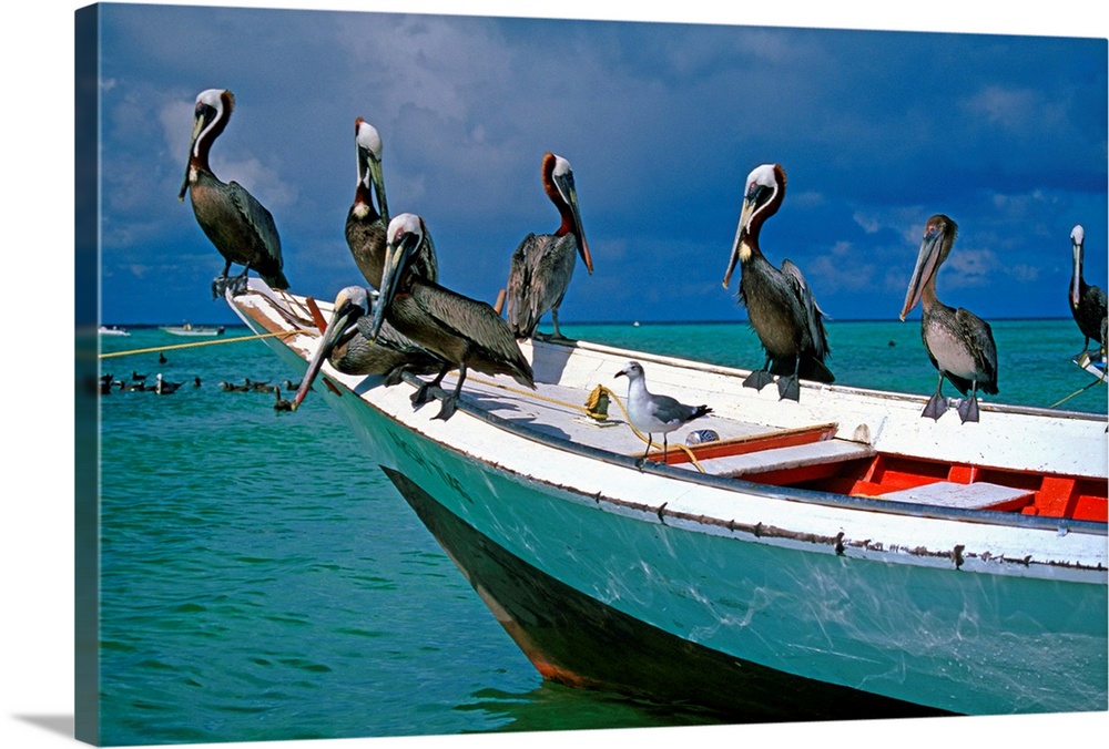 Venezuela, Los Roques, Los Roques National Park, Gran Roque island, pelicans