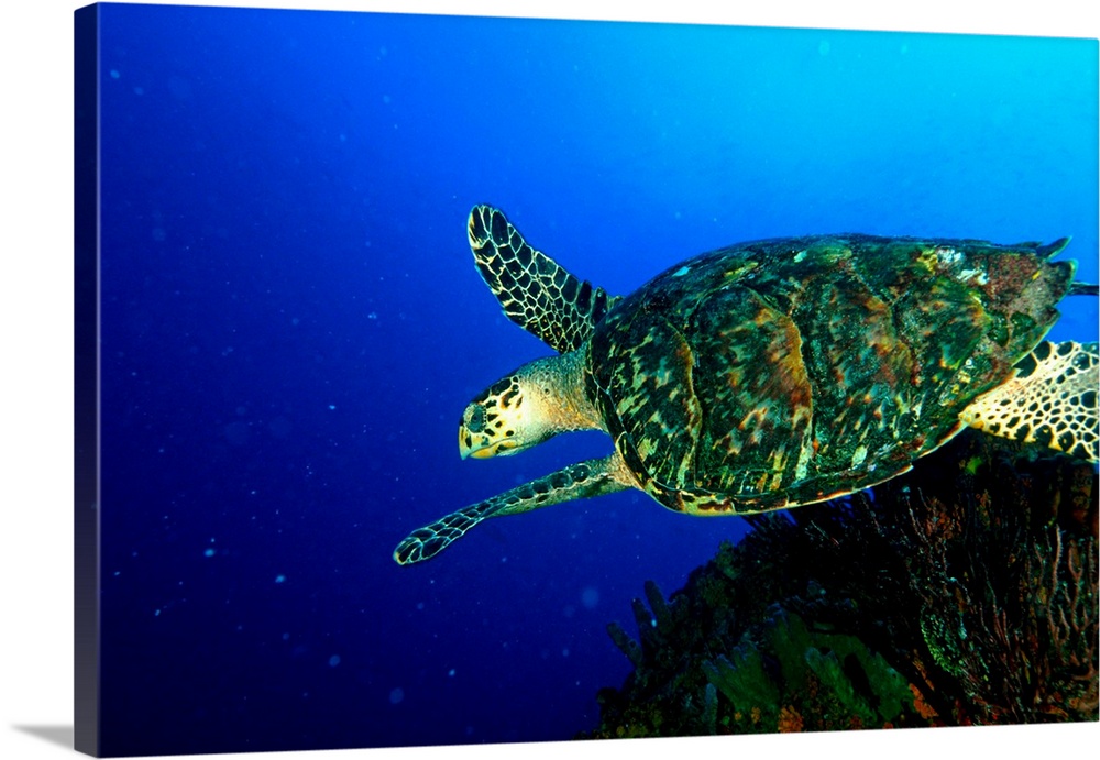 Venezuela, Los Roques National Park, Hawksbill sea turtle