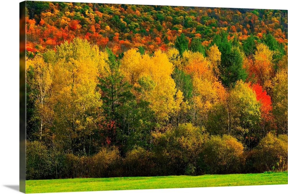 USA, Vermont, Autumn foliage.