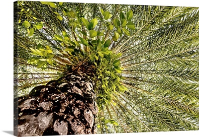 View Under Palm Tree