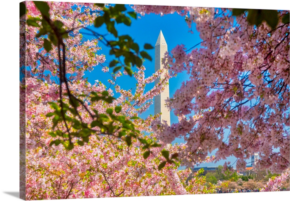 Washington, D.C. Washington Monument During Springtime.