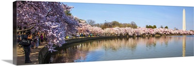 Washington DC, Cherry Blossom festival