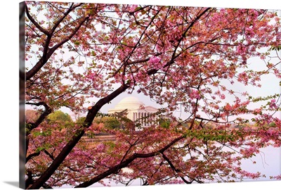 Washington DC, Jefferson Memorial seen through cherry blossoms