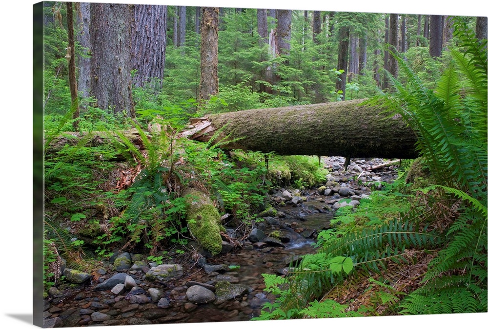 United States, USA, Washington, Olympic National Park, Pacific Northwest, Olympic Peninsula, Fallen log over creek in the ...