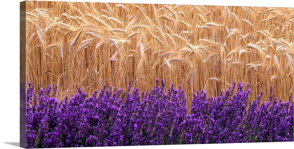 Wheat and lavender, Field of wheat and lavender