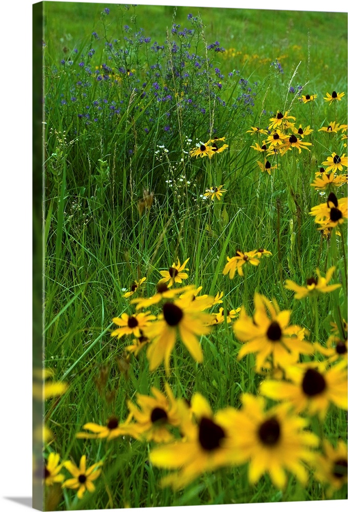 Wild flowers field