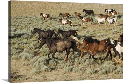 Wyoming, Cody, Wild mustangs in the McCullough Peaks