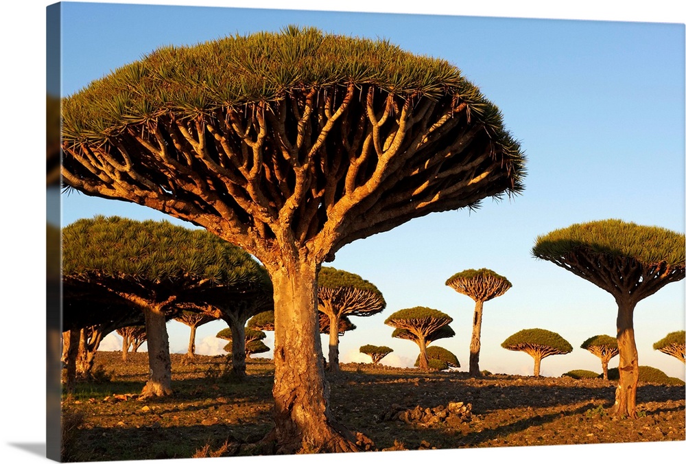 Yemen, South Yemen, Socotra, Dragon tree, Dracaena Cinnabari