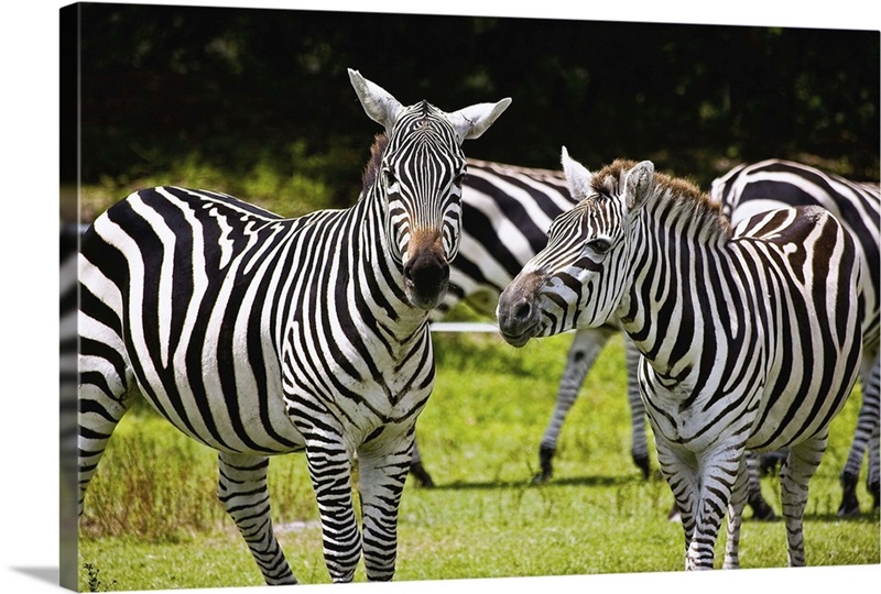 Zebra Great Big Canvas