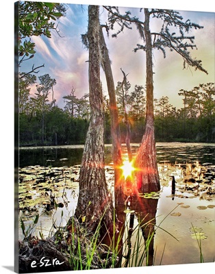 Cypress Swamp Sunset Red Sun Reflection Lily Pads