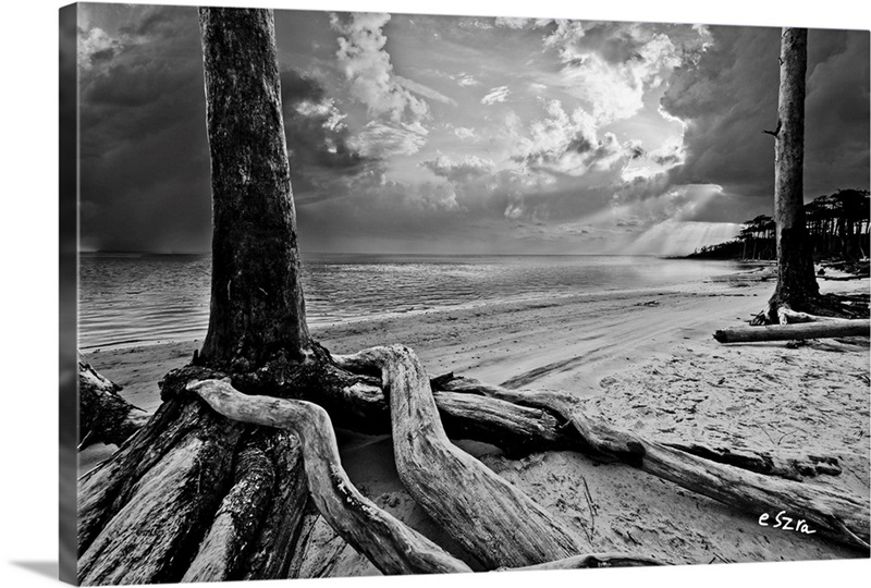 Exposed Tree Roots-Black And White Sunrays Sunset | Great Big Canvas