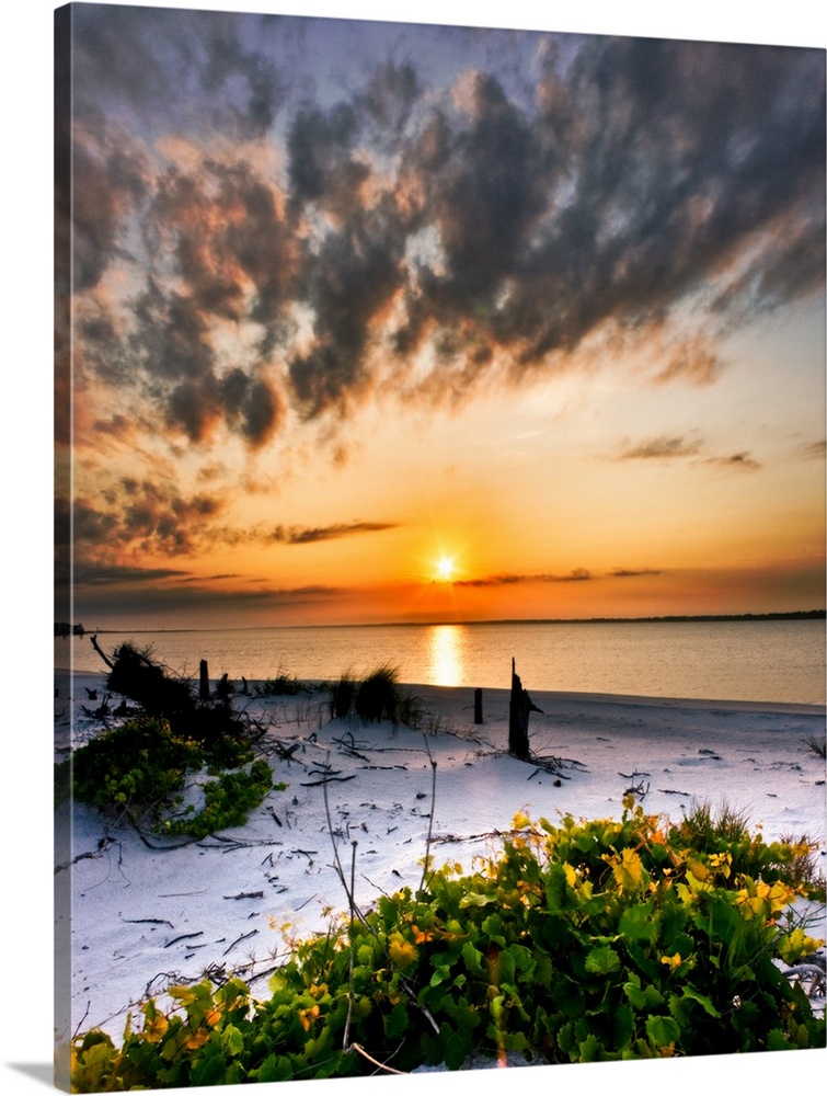 A wild grape vine grows along the beach before a dark orange sunset over the beach. Landscape taken in Navarre, Florida.