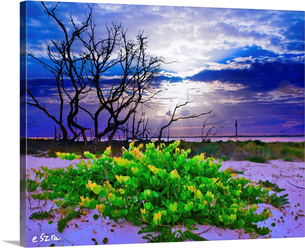 A wild grape vine in this green landscape on a Florida beach.