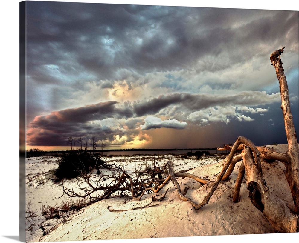 A lightning storm catch along the Florida coastline. Very interesting perspective with the dead tree, climbing roots, and ...