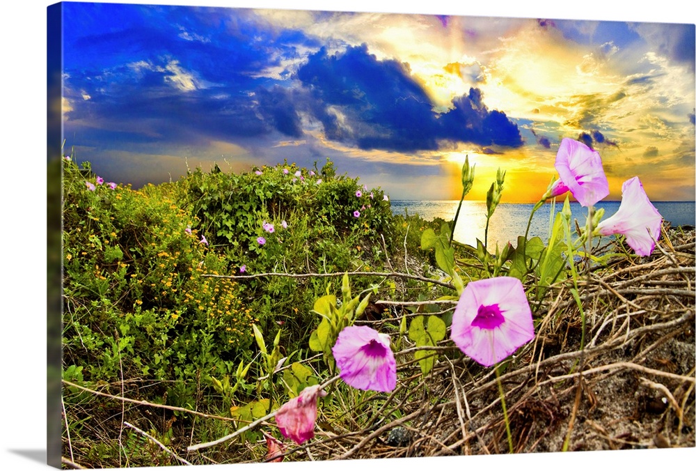 Purple morning glory in this wildflower landscape at sunrise.
