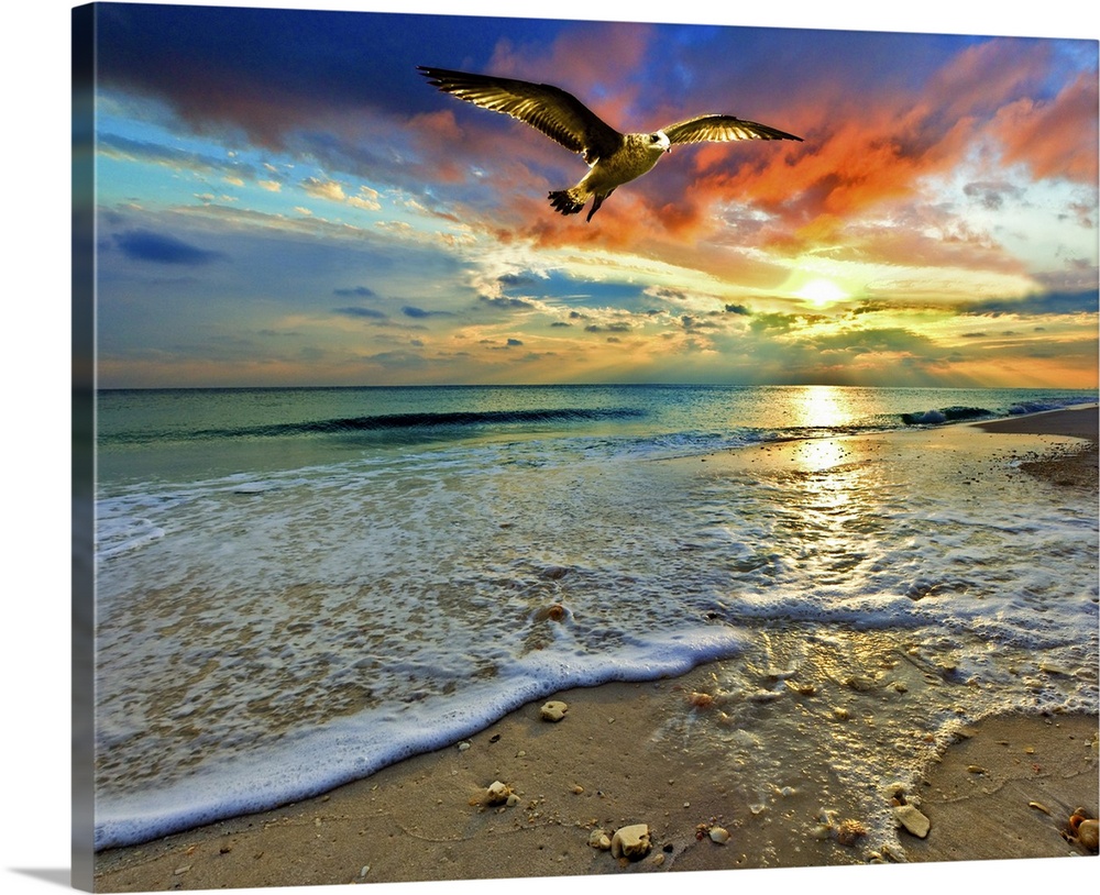 A soaring sea hawk above a sandy shell covered shore before green sea and bright red sunset. A very tranquil and relaxing ...