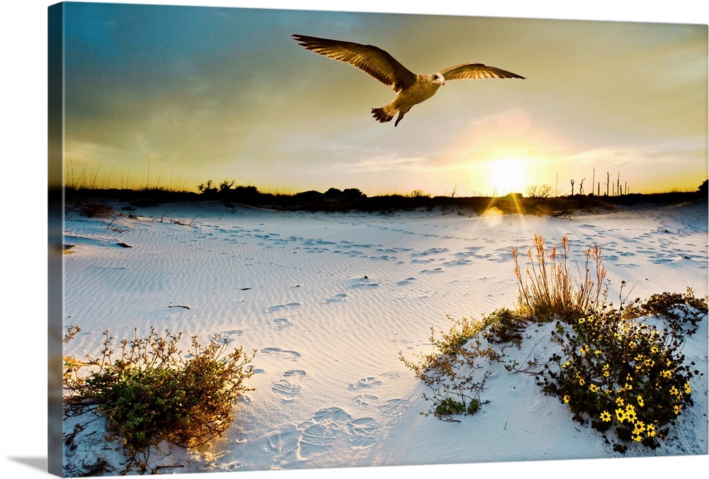 A sea hawk soars before the sunset. The yellow flowers are called beach sun flowers. Landscape taken on Navarre Beach, Flo...