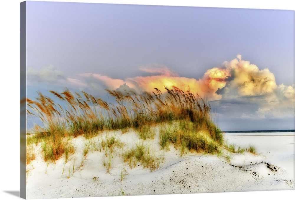 Wild sea oats grow on the dunes along the beach.  Landscape taken in Pensacola, Florida.