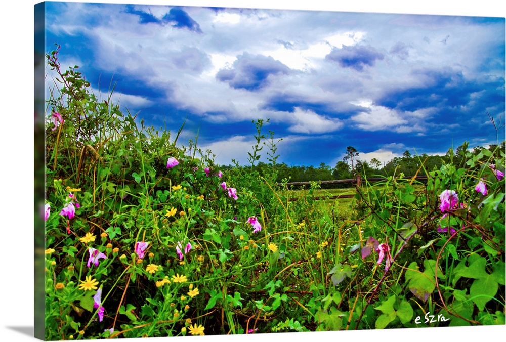A wildflower landscape with morning glory and dandelion.