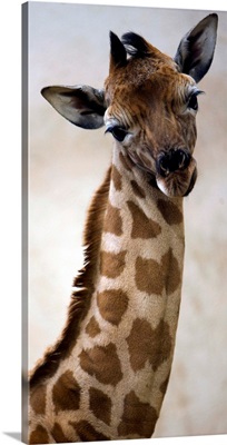 A Baby Giraffe