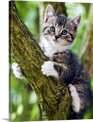 A Kitten Sitting In Tree