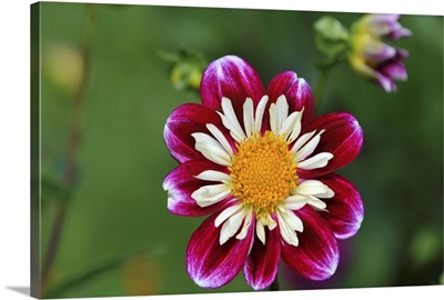 A Neckcollar Dahlia At Botanical Gardens