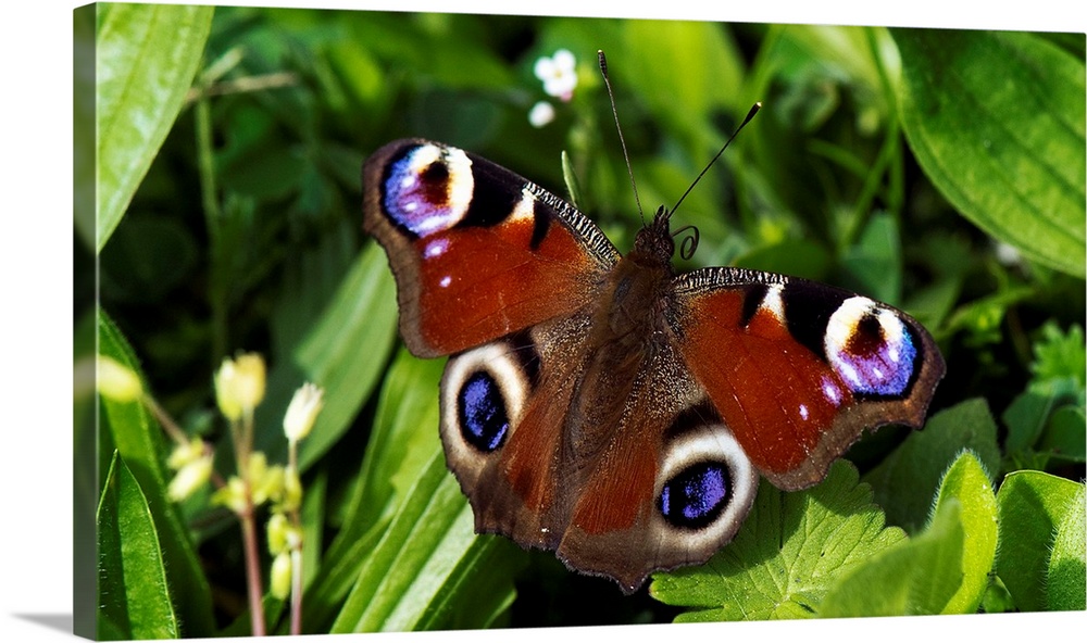 A Peacock Butterfly Sitting On Leaf In Meadow