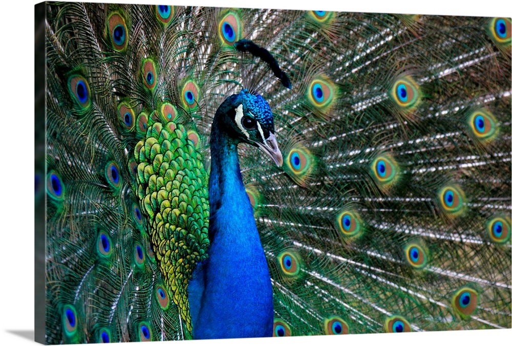 A Peacock With Its Tail Spread