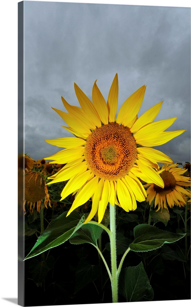 A Sunflower In Front Of Cloudy Sky