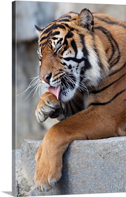 A Tiger In Zoo Enclosure Licking His Paw