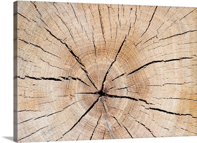 A Tree Slice With Drying Cracks And Annual Rings