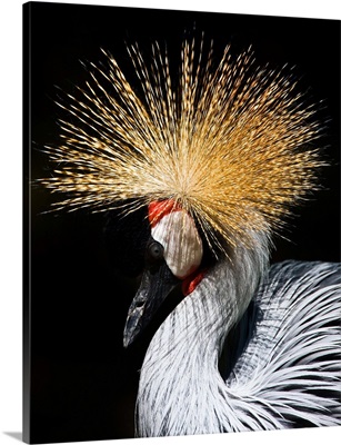 A West African Crowned Crane