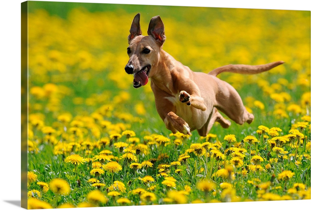 A Whippet Running Through Meadow Covered In Dandelions