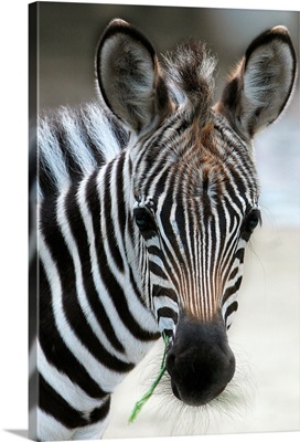 A Young Zebra Named Navisha Stands In Enclosure At Zoo In Berlin, Germany
