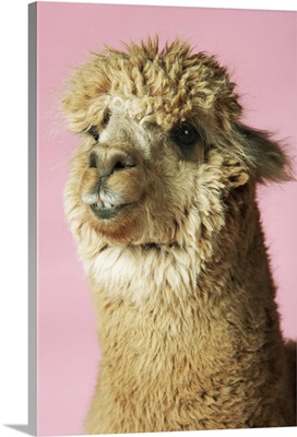 Alpaca On Pink Background, Close-Up Of Head