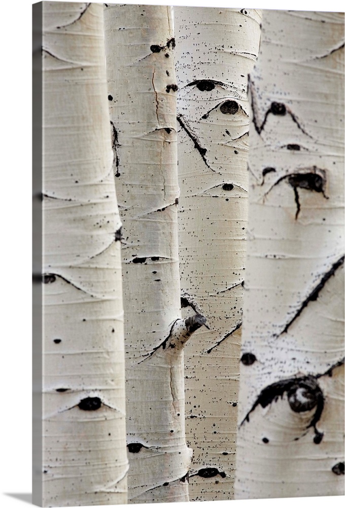Birch Trees In Row, Close-Up Of Trunks