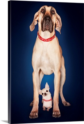Brazilian Mastiff Standing Over Chihuahua, Front View