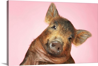 Brown Pig Against Pink Background With Head Cocked, Close-Up