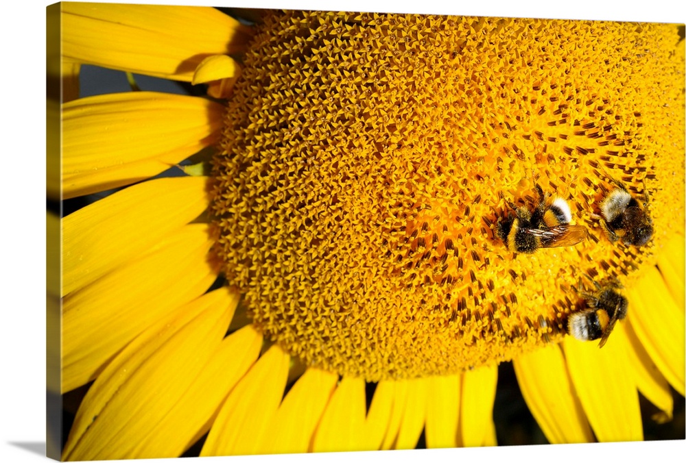 Bumblebees Collect Nectar From Sunflower