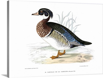 Carolina Teal Duck, By Henri de La Blanchere, 19th Century color engraving
