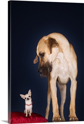 Chihuahua Sitting On Red Pillow, Great Dane Standing Alongside, Front View
