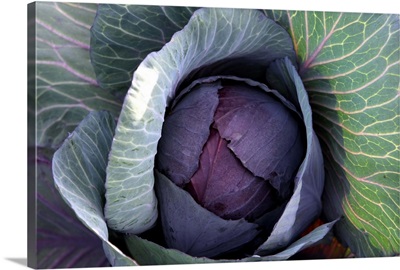Close-up of Red Cabbage