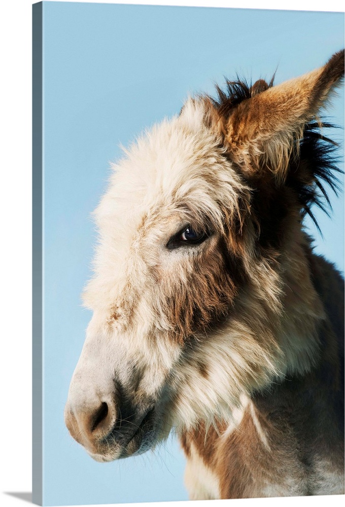 Donkey Against Blue Background, Close-Up Of Head, Side View